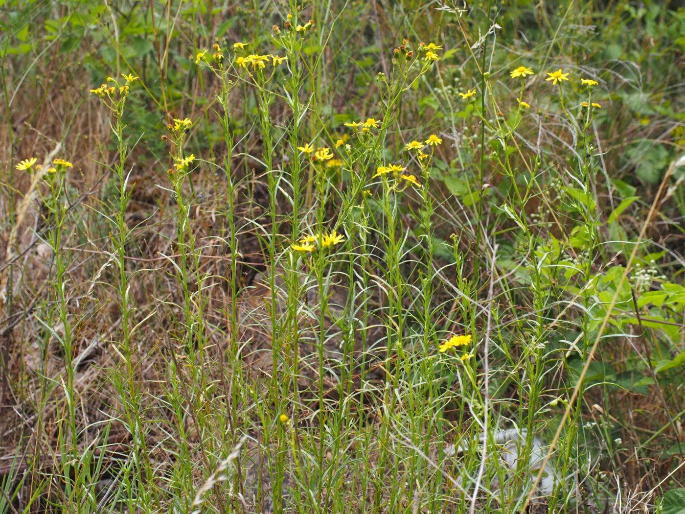 Ragwort, Narrow-leaved plant